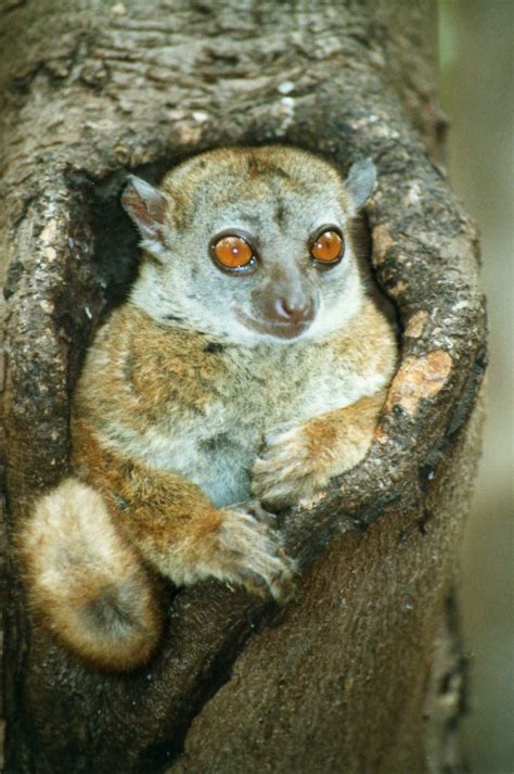 Ankarana Sportive Lemur Lepilemur Ankaranensis Ankarana Na Flickr