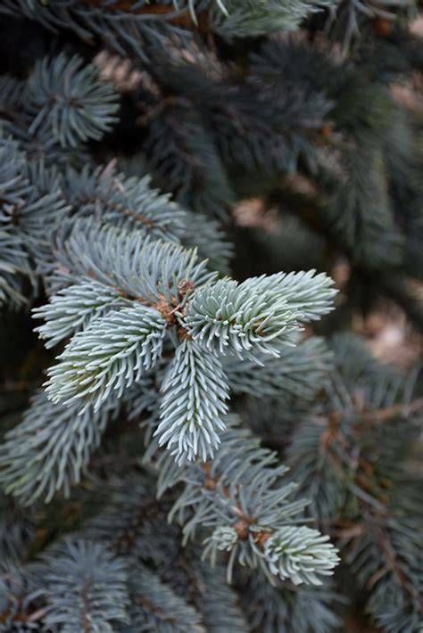 Hoopsii Blue Spruce Picea Pungens Hoopsii In Columbus