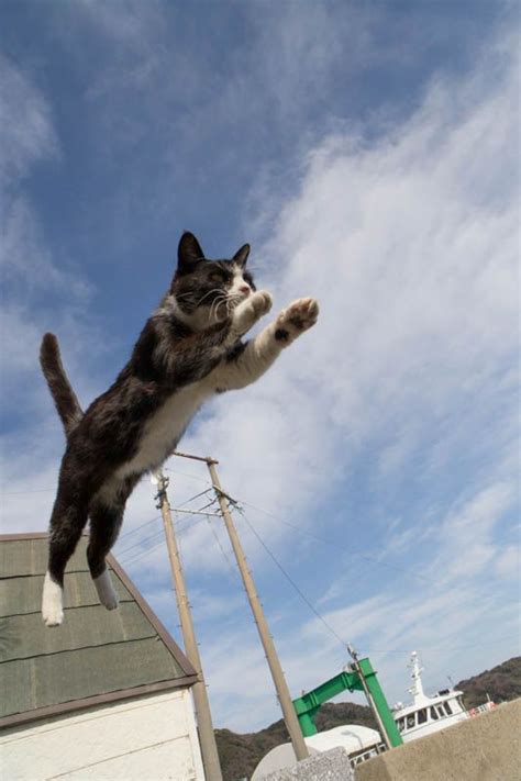 World Jump Day 22 Amazing Cats In Flight Pictures Cattime