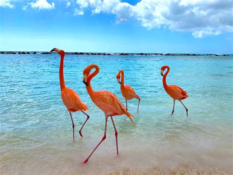 Everything You Need To Know About Visiting The Flamingos