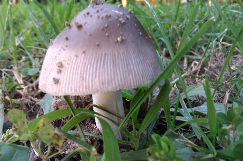 Help Identifying Wild Missouri Mushroom Mushroom