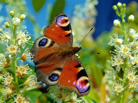 Unusual Butterflies Butterfly The Most Beautiful Insect The