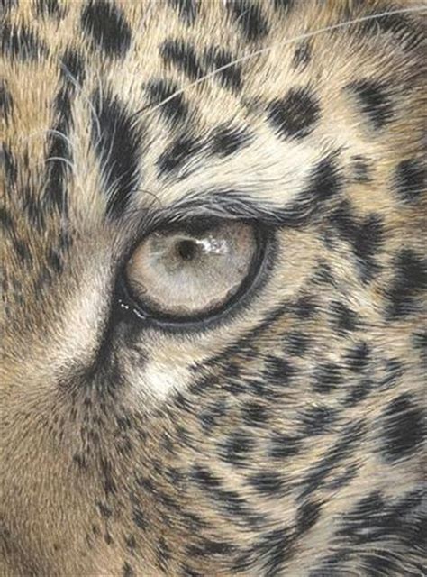 Realistic Drawing Of Animals At Getdrawings Free Download