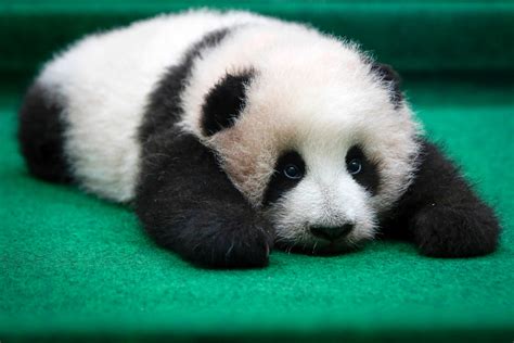 Cutest Face Plant Ever Baby Panda Falls Off Stage