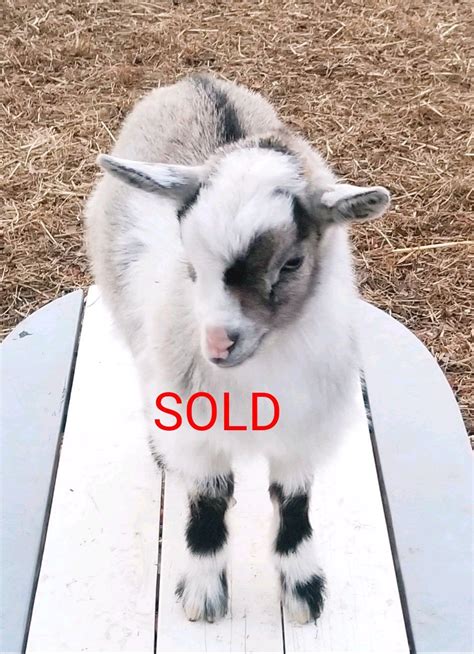 Prices And Deposit Pygmy Goats For Sale Country Farms In 2020 Pygmy