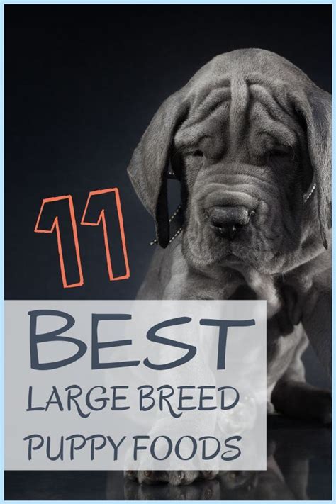 Carlotta Cooper Breaks Down The 11 Best Large Breed Puppy Foods Along