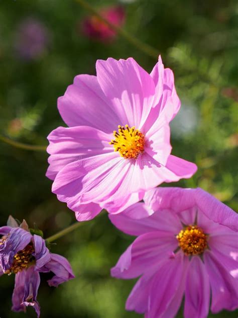 Pink Cosmos Flower With Bright Sun Stock Image Image Of Cosmos
