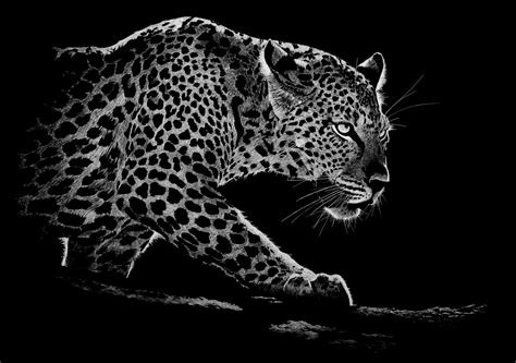 “the Elusive” Limited Edition Fine Art Print John Rigby And Co
