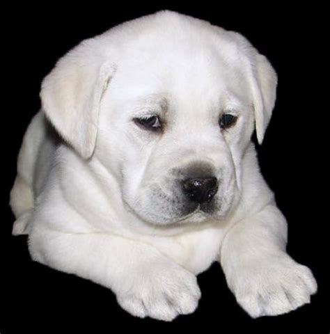 Labrador retrievers are an adorable and popular dog breed that can make a great addition to your household. White Labrador Retriever Puppies