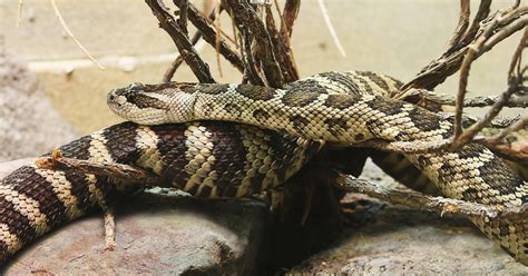 California Mom Sucks Venom Saves Son From Rattlesnake Bite Cbs News