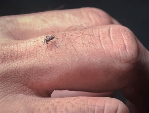 Close Up Mosquito Bites That Eat Blood O The Fingers Of Men Cause