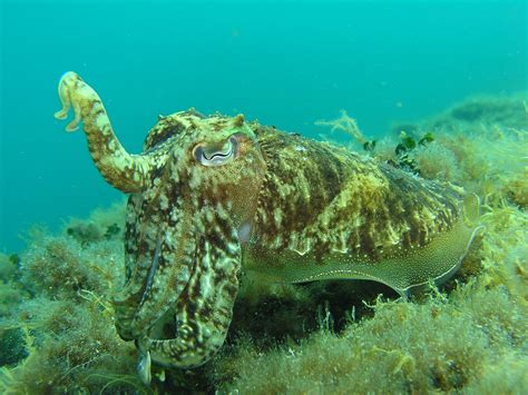 Free Images Animal Diving Underwater Mediterranean Squid Fauna