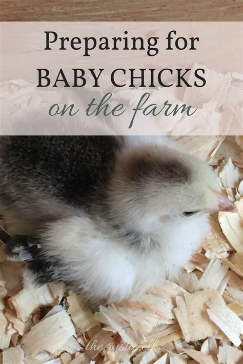 How To Care For Baby Chicks With Images Baby Chicks Baby Chicks Raising Chickens Backyard