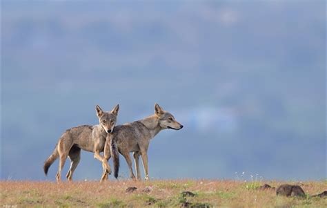 Wild Canids And Hyenas Are Potential Flagships For Conserving A Wide