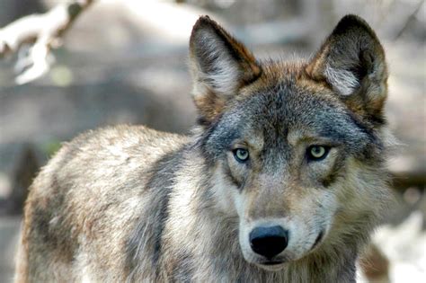 Colorado Begins Wolf Reintroduction Plans Okd By Voters Sentinel