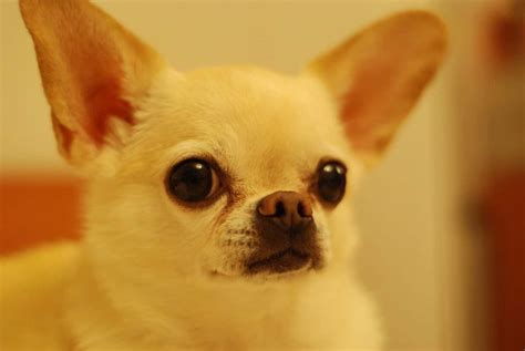 Deer Head Chihuahua Breed Information 15 Facts Your Dog Advisor