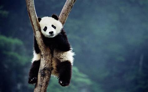 Panda Desktop Wallpapers Top Free Panda Desktop Backgrounds