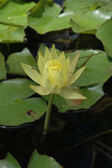 Yellow Water Lily Nymphaea Mexicana In Lancaster York Harrisburg