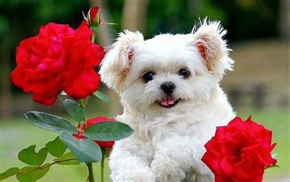 Wallpapers Cutest Puppy Puppies Backgrounds Phone Astonishing