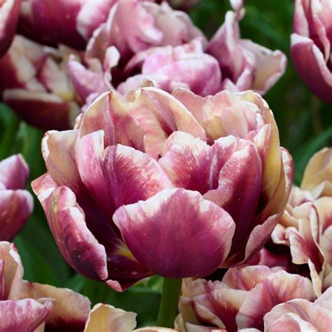 Tulipa Wyndham Buy Plants At Coolplants