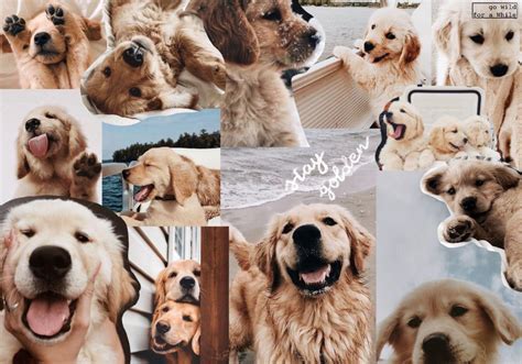 147 Cute Wallpaper Aesthetic Dog Pics Myweb