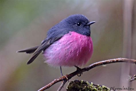 Pink Robin Petroica Rodinogaster 美しい鳥 美しい動物