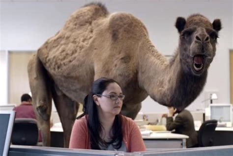 21 funny and more official gifs. "camel" Meme Templates - Imgflip