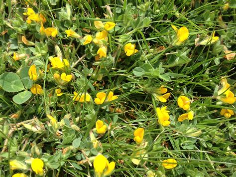 It is especially helpful to add a common object to the photo for scale and try to include as many details as possible (location landmarks, size of the plant, size of the infestation. Advice - 500 Weed Species in New Zealand Lawns.