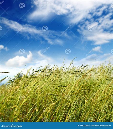 Grass And Wind Blowing Stock Photo Image Of Blowing 18938440