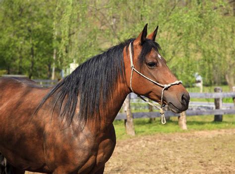 Paso Fino Horse — Full Profile History And Care