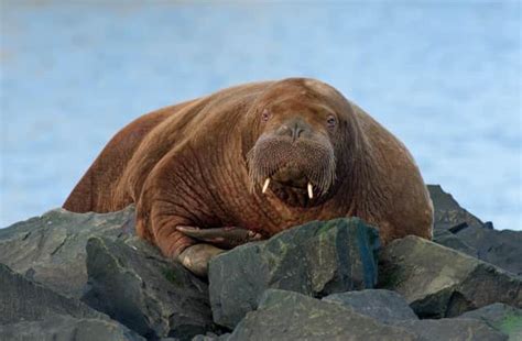 Walrus Once Seen On A Dutch Submarine In Germany Arrives In North East