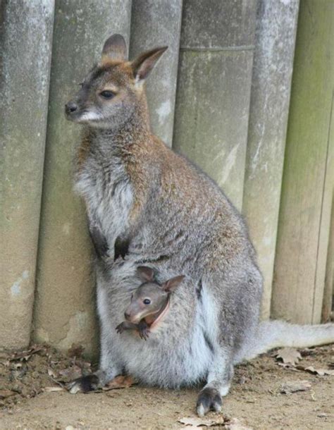 28 Best Images About Kangaroos On Pinterest Wake Up