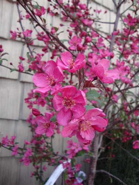 Photo Of The Bloom Of Crabapple Malus Prairie Fire Posted By