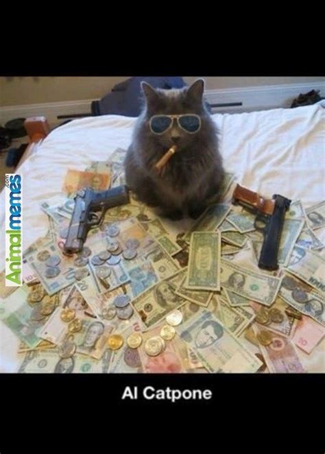Cat Memes The Real Gangster Cat Memes Thug Life Cat Money Cat