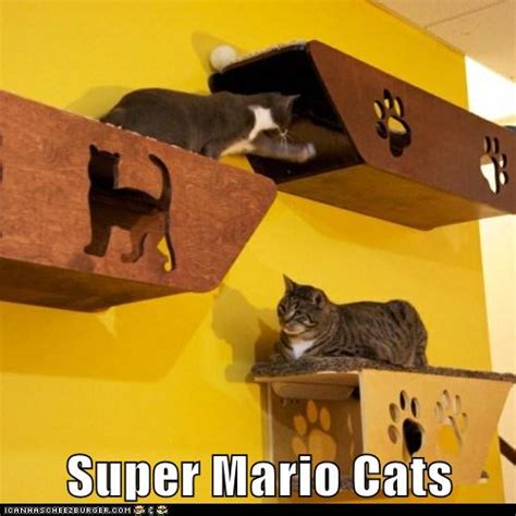 Super Mario Cats Lolcats Lol Cat Memes Funny Cats Funny Cat