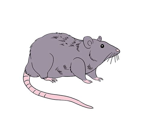 How To Draw A Rat Head Vrogue Co