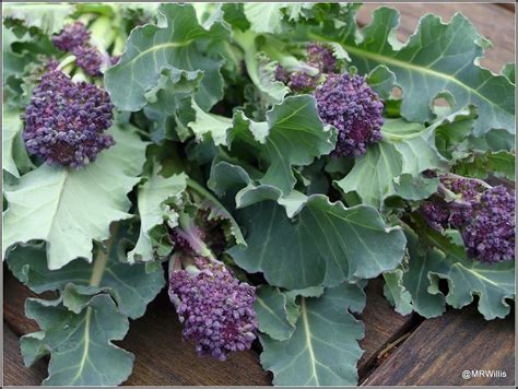 Marks Veg Plot Harvesting Purple Sprouting Broccoli