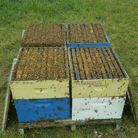 Bee Nucs For Sale Quality Honey Bee Packages From Bee Serious Llc