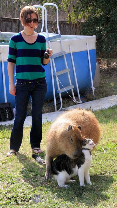 Capybara Madness Meet A Giant Rodent Who Hugs Cats Capybara Unusual