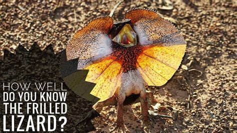 Frilled Lizard Description Characteristics And Facts Youtube