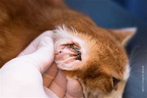 How To Determine If Your Dog Has Ear Mites