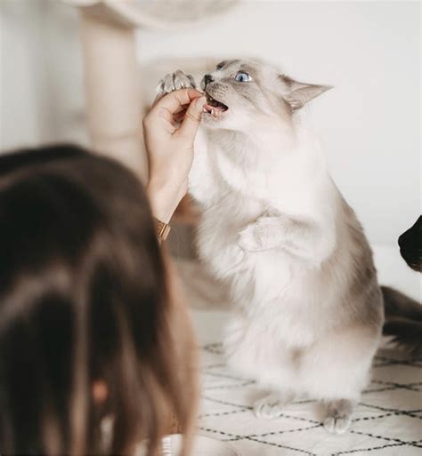 Siamese Cat—long Haired Specimen Characteristics