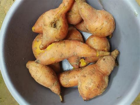 Ipomoea Batatas Boiled Sweet Potato Indonesian Traditional Food Stock