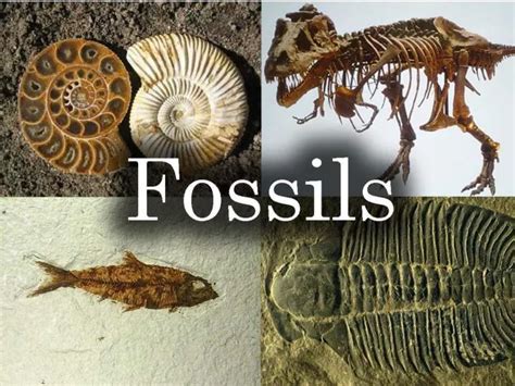 Ppt Fossils Powerpoint Presentation Free Download Id 6508186