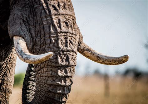 Elephant Tusks Just Add Ink