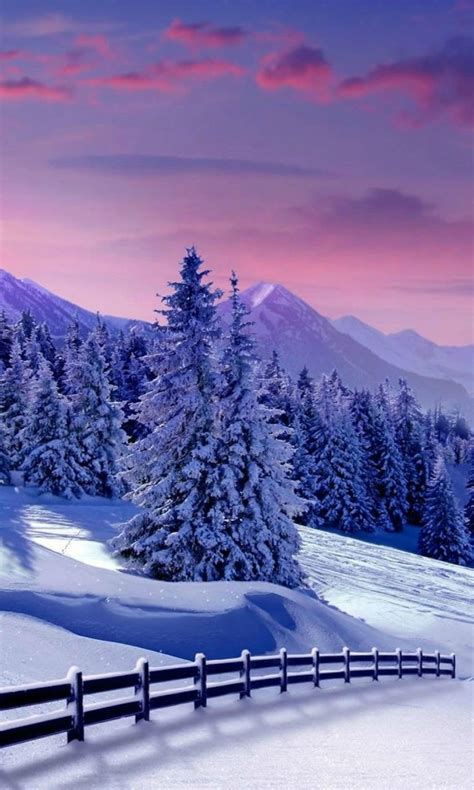 Snow Covered Trees In Snow Field And Landscape View Of Mountains Under