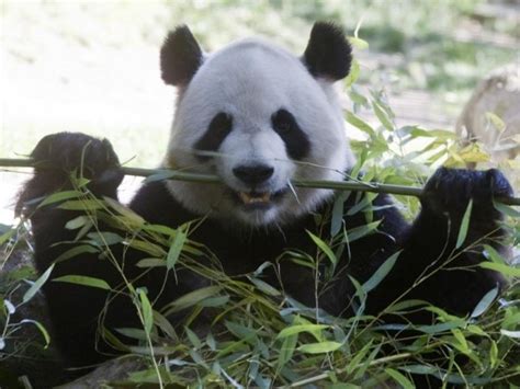 Chinas Wild Panda Population Up Nearly 17 The Express Tribune