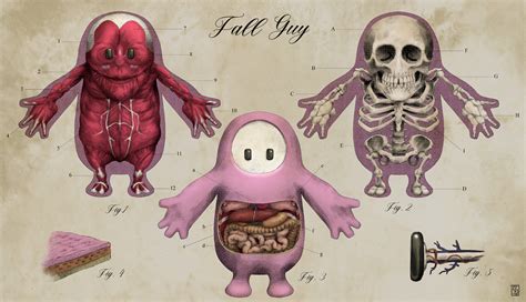 Ever Wondered Whats Inside A Fall Guy Anatomical Fanart Reveals The