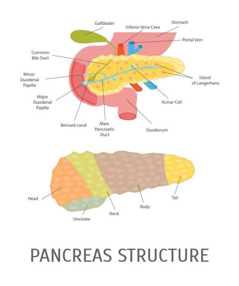 Best Pancreas Illustrations Royalty Free Vector Graphics And Clip Art