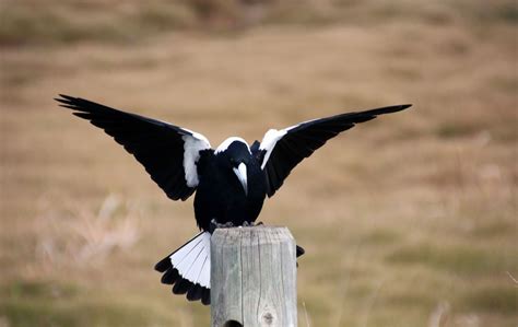 Magpie Swooping Season Are You Ready Australian Environmental Education